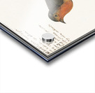 Robin in vintage style Acrylic print