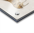 Walrus in vintage style Acrylic print