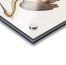 Heron in vintage style Acrylic print