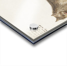 Wolf in vintage style Acrylic print