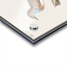 Bluethroat in vintage style Acrylic print