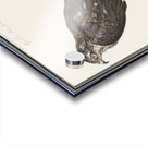 Sparrowhawk in vintage style Acrylic print