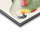 Parrot in vintage style Acrylic print