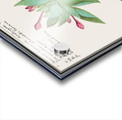 Marvel-of-peru in vintage style Acrylic print