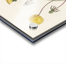 Dandelion in vintage style Acrylic print