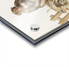 Monkey in vintage style Acrylic print