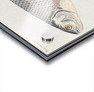 Silver bream in vintage style Acrylic print