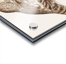 Owl in vintage style Acrylic print