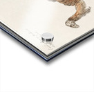 Dromedary in vintage style Acrylic print