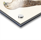 Short toed eagle in vintage style Acrylic print