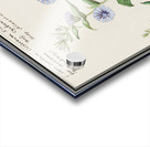 Chicory in vintage style Acrylic print