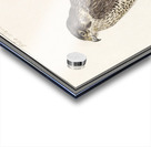 Peregrine falcon in vintage style Acrylic print