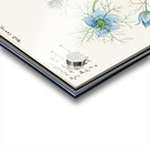 Love-in-a-mist flower Acrylic print