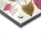 Garden orache in vintage stylered orache Acrylic print