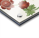 Anemone flower in vintage style Acrylic print