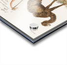 Anemone flower in vintage style Acrylic print