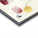 Anemone in vintage flower Acrylic print