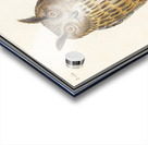 Long eared owl in vintage style Acrylic print