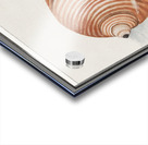 Sea shell in vintage style Acrylic print