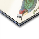 European bee eater in vintage style Acrylic print