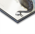 Cormorant in vintage style Acrylic print