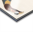 Redshank in vintage style Acrylic print