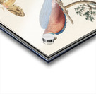 Blue and gold macaw in vintage style Acrylic print