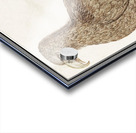 White-tailed eagle in vintage style Acrylic print