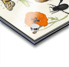 Wallcreeper in vintage style Acrylic print