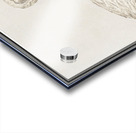 Wild swan in vintage style Acrylic print