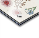 Bachelors button and morning glory Acrylic print