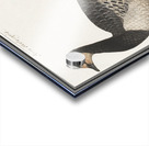 Domestic goose in vintage style Impression Acrylique