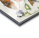 Nature ensemble in vintage style Acrylic print