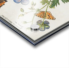 Storksbills and butterflies Acrylic print