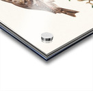 Redpoll in vintage style Acrylic print