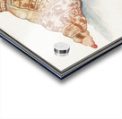 Tritons trumpet in vintage style Acrylic print