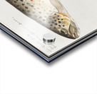 Trout in vintage style Acrylic print
