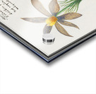 Pasque flower in vintage style Acrylic print