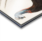 Cassowary vintage style Acrylic print