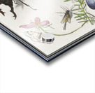 Nature ensemble in vintage style Acrylic print