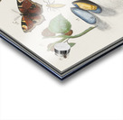 Nature ensemble in vintage style Acrylic print