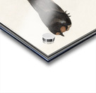 Barn swallow in vintage style Acrylic print