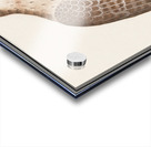 Saker falcon in vintage style Acrylic print