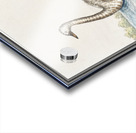 Swan in vintage style Acrylic print