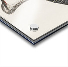 Redshank in vintage style Acrylic print