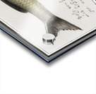 Houting in vintage style Acrylic print