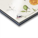 Grey parrot in vintage style Acrylic print