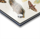 Butterflies and moths set Acrylic print