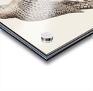 Gyrfalcon in vintage style Acrylic print