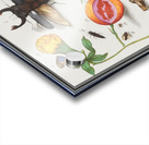 Nature ensemble in vintage style Acrylic print